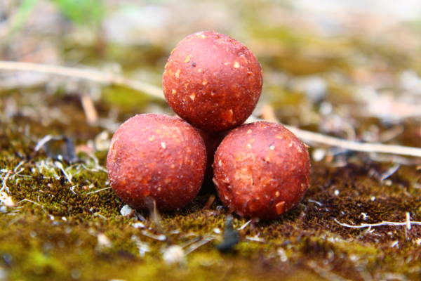 Bouillettes SPISEA